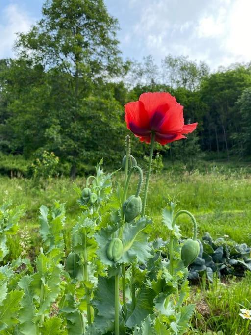 La Quercia E Lo Scoiattolo Bed & Breakfast Sotto il Monte Dış mekan fotoğraf