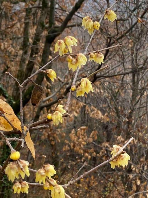 La Quercia E Lo Scoiattolo Bed & Breakfast Sotto il Monte Dış mekan fotoğraf