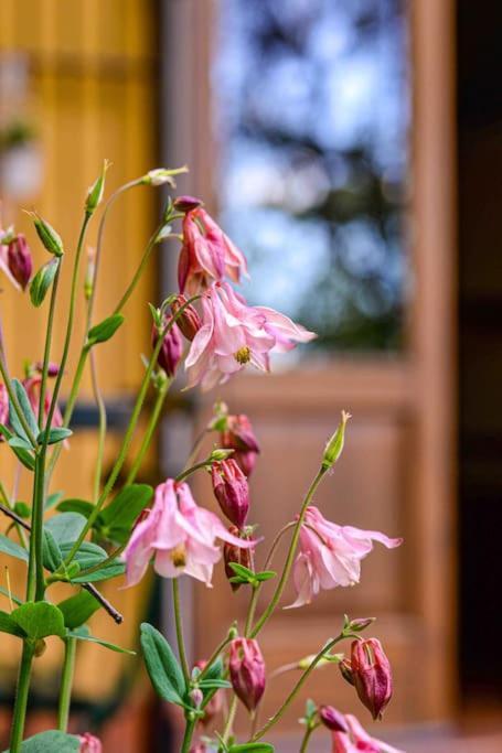 La Quercia E Lo Scoiattolo Bed & Breakfast Sotto il Monte Dış mekan fotoğraf