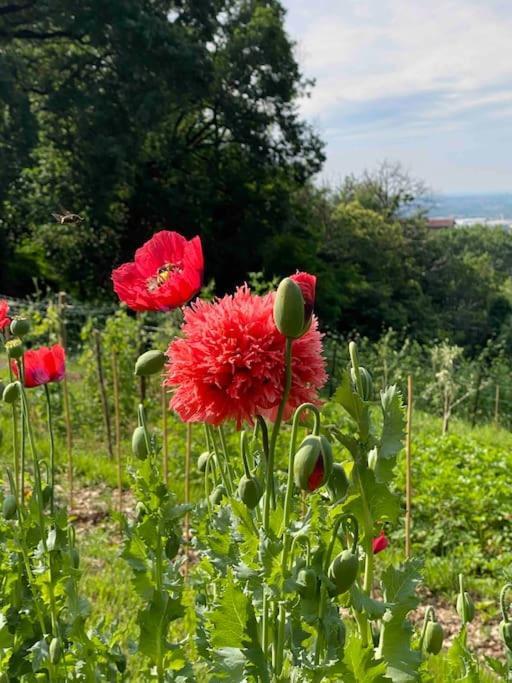 La Quercia E Lo Scoiattolo Bed & Breakfast Sotto il Monte Dış mekan fotoğraf