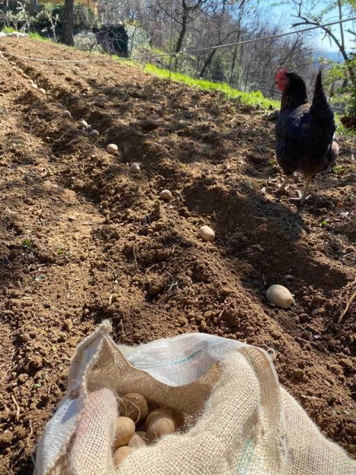 La Quercia E Lo Scoiattolo Bed & Breakfast Sotto il Monte Dış mekan fotoğraf